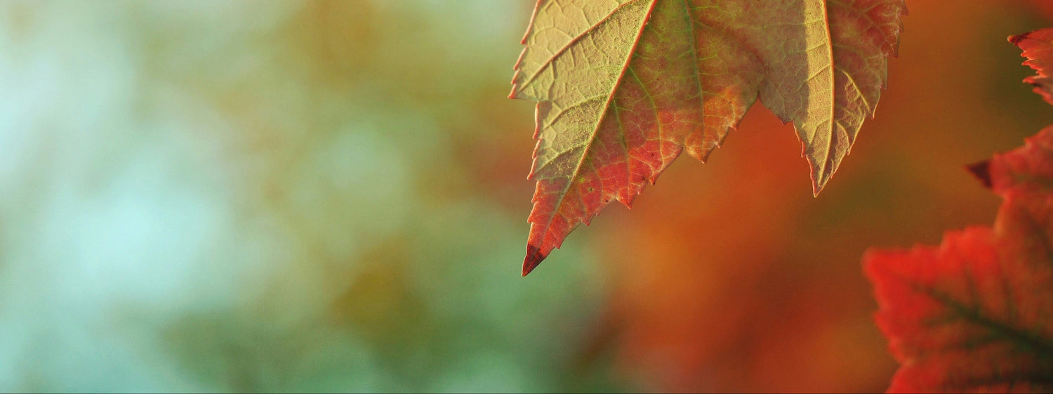 Fall Edit